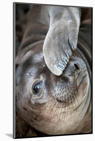 Usa, California. A curious elephant seal pup goes eye to the eye with the photographe.-Betty Sederquist-Mounted Photographic Print