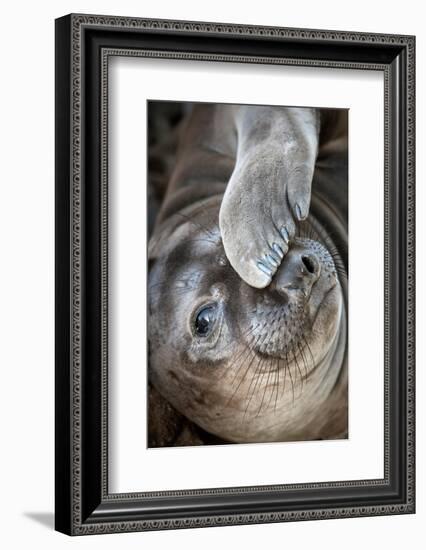 Usa, California. A curious elephant seal pup goes eye to the eye with the photographe.-Betty Sederquist-Framed Photographic Print