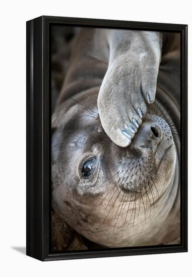 Usa, California. A curious elephant seal pup goes eye to the eye with the photographe.-Betty Sederquist-Framed Premier Image Canvas