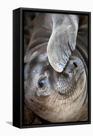 Usa, California. A curious elephant seal pup goes eye to the eye with the photographe.-Betty Sederquist-Framed Premier Image Canvas