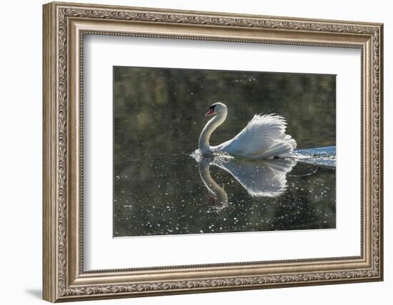 Usa, California. A mute swan fans its wings during courtship behavior.-Betty Sederquist-Framed Photographic Print