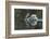 Usa, California. A mute swan fans its wings during courtship behavior.-Betty Sederquist-Framed Photographic Print