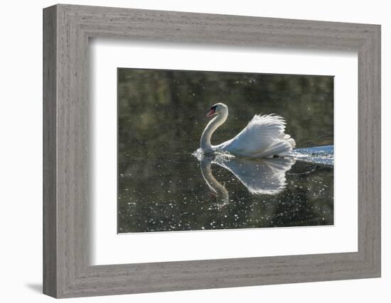 Usa, California. A mute swan fans its wings during courtship behavior.-Betty Sederquist-Framed Photographic Print