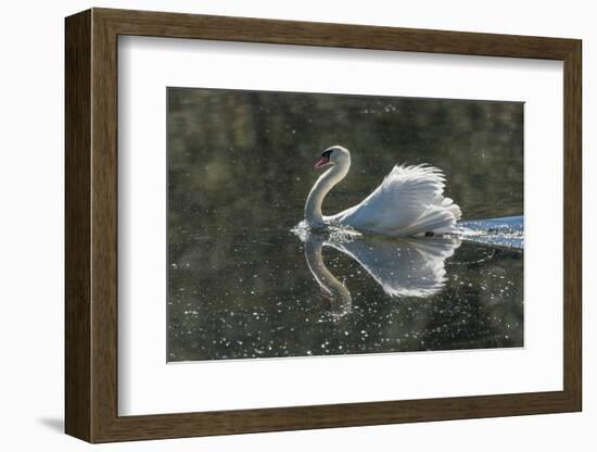 Usa, California. A mute swan fans its wings during courtship behavior.-Betty Sederquist-Framed Photographic Print