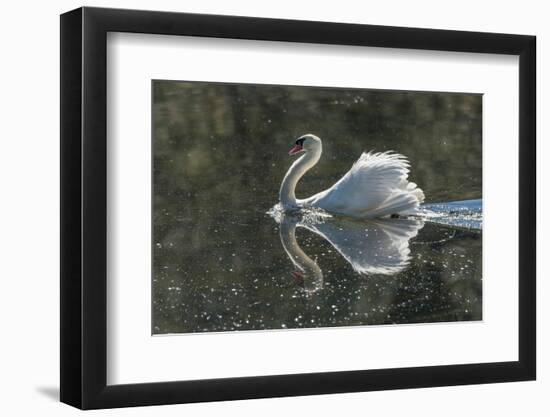 Usa, California. A mute swan fans its wings during courtship behavior.-Betty Sederquist-Framed Photographic Print