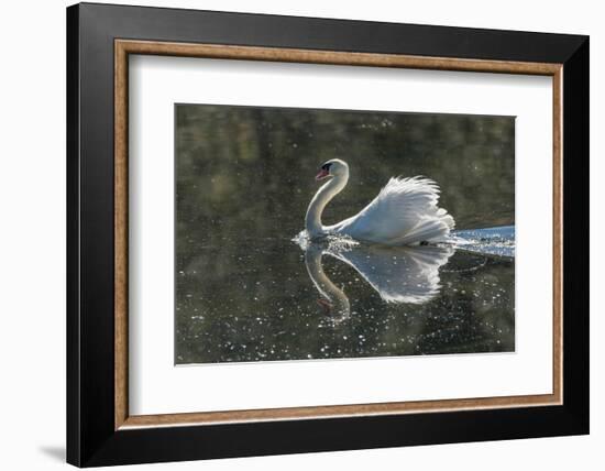 Usa, California. A mute swan fans its wings during courtship behavior.-Betty Sederquist-Framed Photographic Print