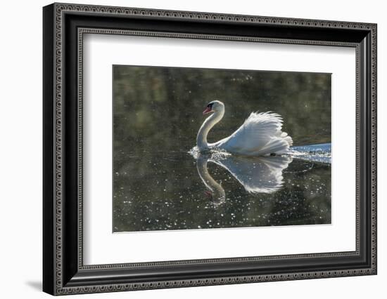 Usa, California. A mute swan fans its wings during courtship behavior.-Betty Sederquist-Framed Photographic Print