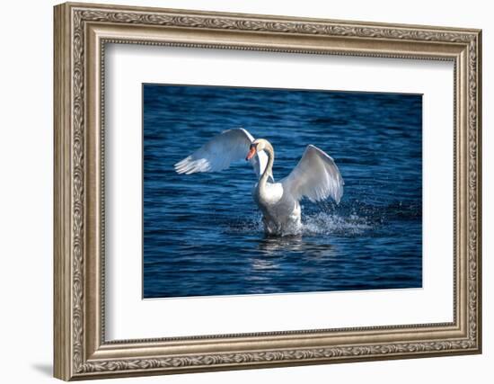 Usa, California. A mute swan flaps its huge wings during courting behavior on a California pond.-Betty Sederquist-Framed Photographic Print