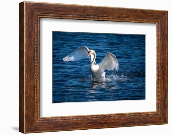 Usa, California. A mute swan flaps its huge wings during courting behavior on a California pond.-Betty Sederquist-Framed Photographic Print