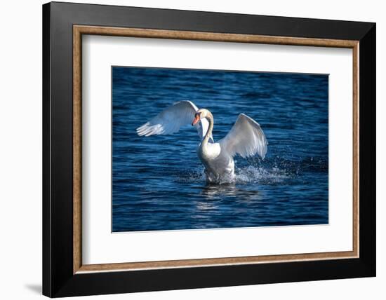 Usa, California. A mute swan flaps its huge wings during courting behavior on a California pond.-Betty Sederquist-Framed Photographic Print