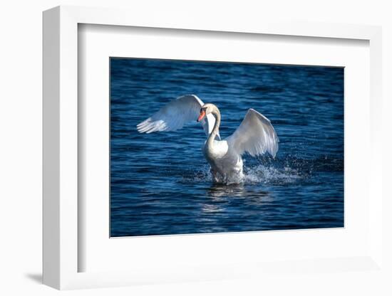 Usa, California. A mute swan flaps its huge wings during courting behavior on a California pond.-Betty Sederquist-Framed Photographic Print