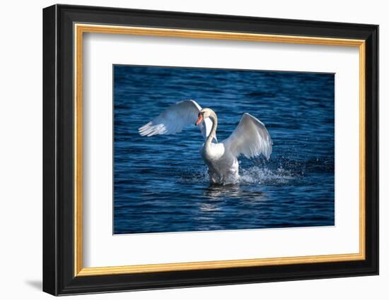 Usa, California. A mute swan flaps its huge wings during courting behavior on a California pond.-Betty Sederquist-Framed Photographic Print