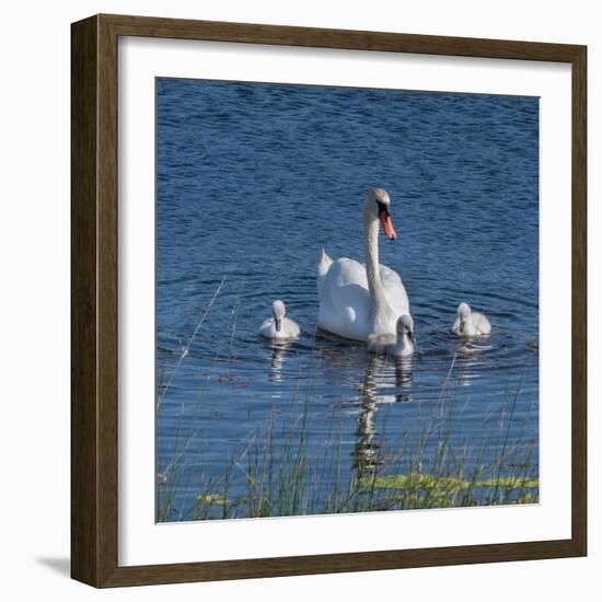 Usa, California. A mute swan tends to her cygnets on a California pond.-Betty Sederquist-Framed Photographic Print