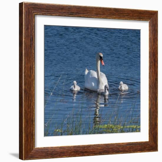 Usa, California. A mute swan tends to her cygnets on a California pond.-Betty Sederquist-Framed Photographic Print