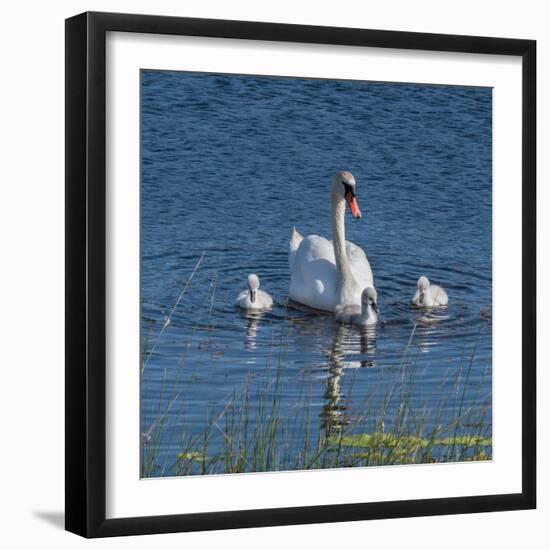 Usa, California. A mute swan tends to her cygnets on a California pond.-Betty Sederquist-Framed Photographic Print