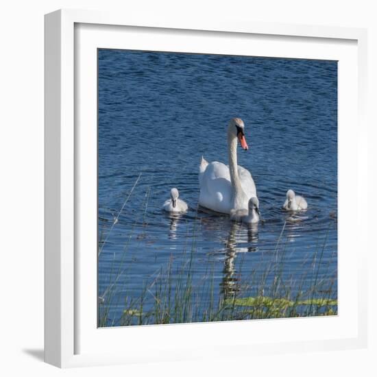 Usa, California. A mute swan tends to her cygnets on a California pond.-Betty Sederquist-Framed Photographic Print