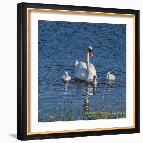 Usa, California. A mute swan tends to her cygnets on a California pond.-Betty Sederquist-Framed Photographic Print