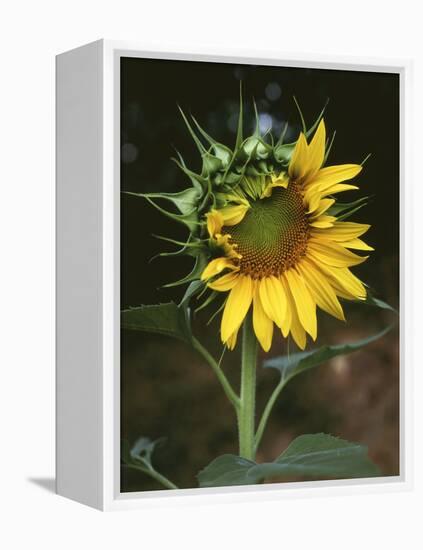 USA, California, a Partially Open Sunflower-Christopher Talbot Frank-Framed Premier Image Canvas