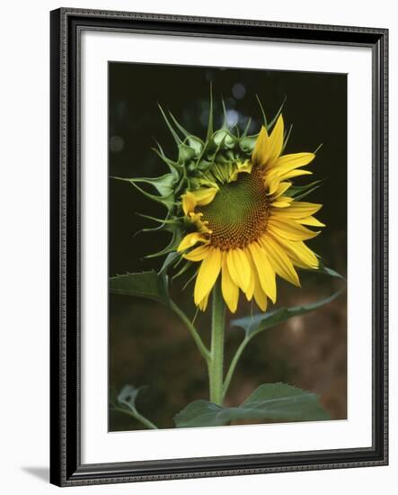 USA, California, a Partially Open Sunflower-Christopher Talbot Frank-Framed Photographic Print