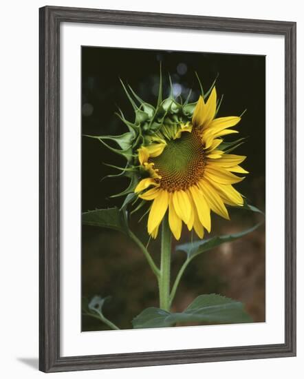 USA, California, a Partially Open Sunflower-Christopher Talbot Frank-Framed Photographic Print