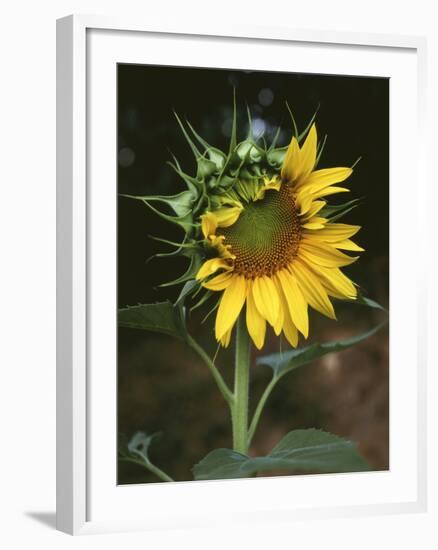 USA, California, a Partially Open Sunflower-Christopher Talbot Frank-Framed Photographic Print