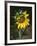 USA, California, a Partially Open Sunflower-Christopher Talbot Frank-Framed Photographic Print