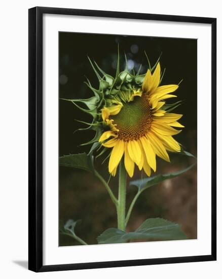 USA, California, a Partially Open Sunflower-Christopher Talbot Frank-Framed Photographic Print