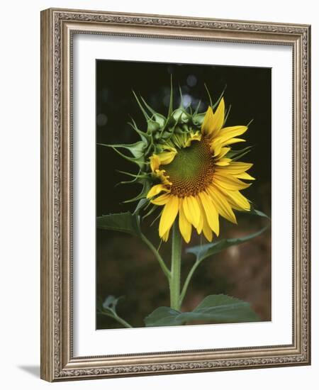 USA, California, a Partially Open Sunflower-Christopher Talbot Frank-Framed Photographic Print