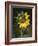 USA, California, a Partially Open Sunflower-Christopher Talbot Frank-Framed Photographic Print