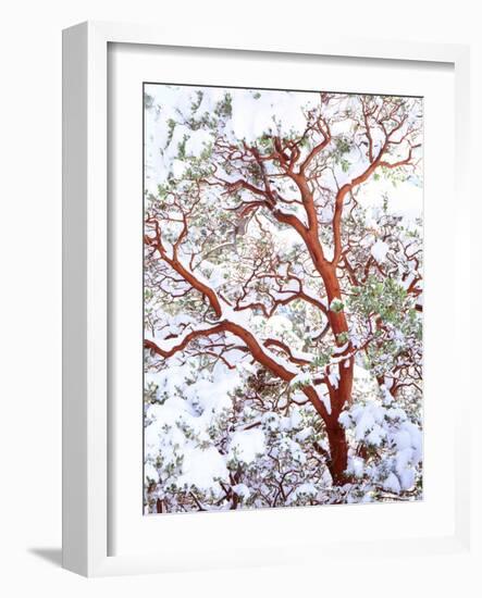 USA, California. a Snow-Covered Manzanita Bush-Jaynes Gallery-Framed Photographic Print