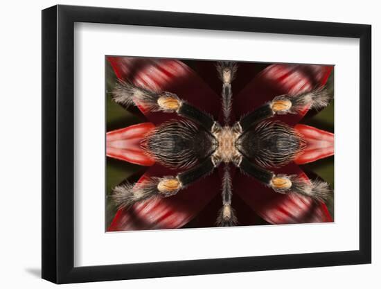 USA, California. Abstract red knee tarantula.-Jaynes Gallery-Framed Photographic Print