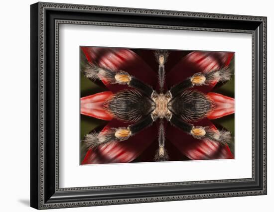 USA, California. Abstract red knee tarantula.-Jaynes Gallery-Framed Photographic Print