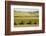 USA, California. Agricultural fields outside King City-Alison Jones-Framed Photographic Print