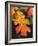 USA, California, an Oak Leaf in Six Rivers National Forrest-Jaynes Gallery-Framed Photographic Print