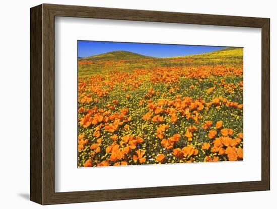 USA, California, Antelope Valley State Poppy Reserve. Poppies and goldfields cover hillsides.-Jaynes Gallery-Framed Photographic Print