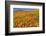 USA, California, Antelope Valley State Poppy Reserve. Poppies and goldfields cover hillsides.-Jaynes Gallery-Framed Photographic Print