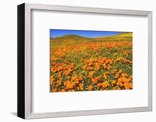 USA, California, Antelope Valley State Poppy Reserve. Poppies and goldfields cover hillsides.-Jaynes Gallery-Framed Photographic Print