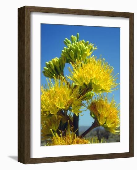 USA, California, Anza-Borrego Desert State Park. Agave Flowers-Jaynes Gallery-Framed Photographic Print