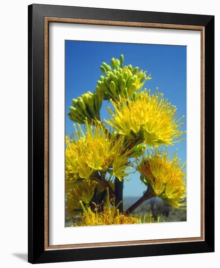 USA, California, Anza-Borrego Desert State Park. Agave Flowers-Jaynes Gallery-Framed Photographic Print