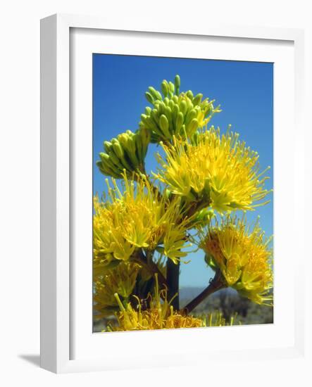 USA, California, Anza-Borrego Desert State Park. Agave Flowers-Jaynes Gallery-Framed Photographic Print