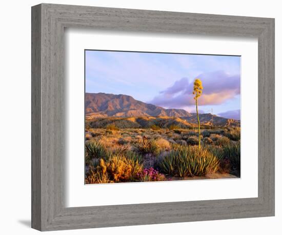 USA, California, Anza-Borrego Desert State Park. Agave Wildflowers-Jaynes Gallery-Framed Photographic Print