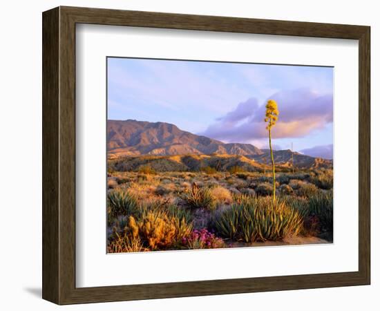 USA, California, Anza-Borrego Desert State Park. Agave Wildflowers-Jaynes Gallery-Framed Photographic Print