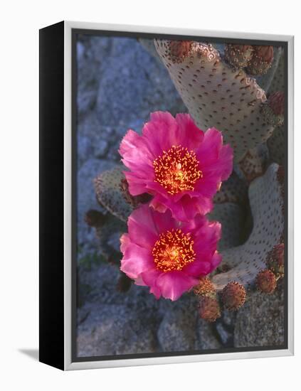 USA, California, Anza Borrego Desert State Park, Beavertail Cactus in Spring Bloom-John Barger-Framed Premier Image Canvas