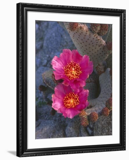 USA, California, Anza Borrego Desert State Park, Beavertail Cactus in Spring Bloom-John Barger-Framed Photographic Print