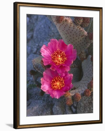 USA, California, Anza Borrego Desert State Park, Beavertail Cactus in Spring Bloom-John Barger-Framed Photographic Print