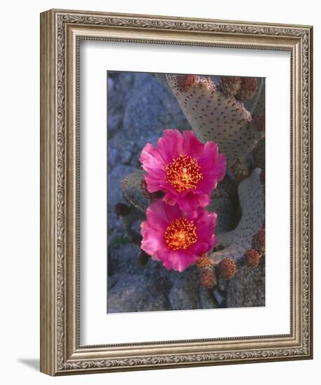 USA, California, Anza Borrego Desert State Park, Beavertail Cactus in Spring Bloom-John Barger-Framed Photographic Print