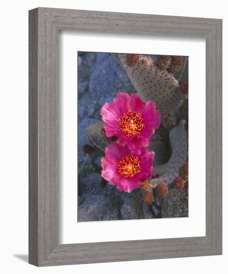 USA, California, Anza Borrego Desert State Park, Beavertail Cactus in Spring Bloom-John Barger-Framed Photographic Print