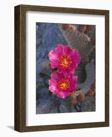 USA, California, Anza Borrego Desert State Park, Beavertail Cactus in Spring Bloom-John Barger-Framed Photographic Print