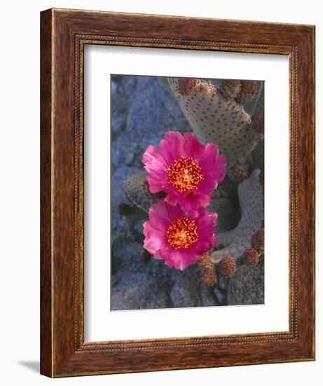 USA, California, Anza Borrego Desert State Park, Beavertail Cactus in Spring Bloom-John Barger-Framed Photographic Print