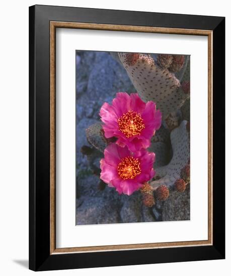 USA, California, Anza Borrego Desert State Park, Beavertail Cactus in Spring Bloom-John Barger-Framed Photographic Print